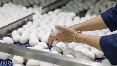 Симоновская птицефабрика увеличит производство яйца на 20 млн штук в год