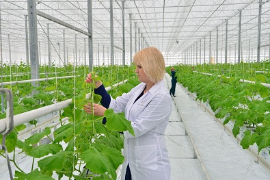 В Саратовской области увеличено производство овощей закрытого грунта