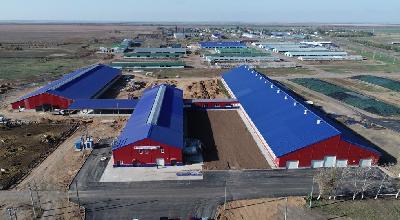 В Марксовском районе реализован крупный инвестпроект в молочном скотоводстве 